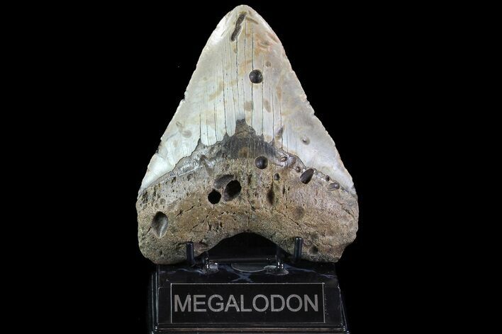 Bargain, Megalodon Tooth - North Carolina #82921